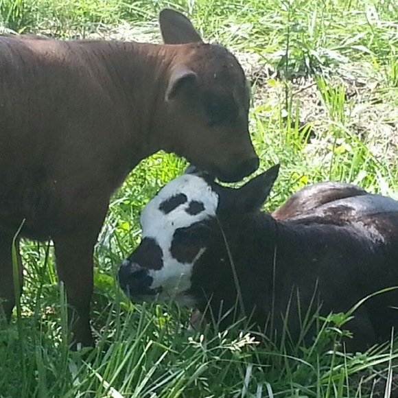 Meet your Posher, Alexisandsydney - Picture 1 of 1